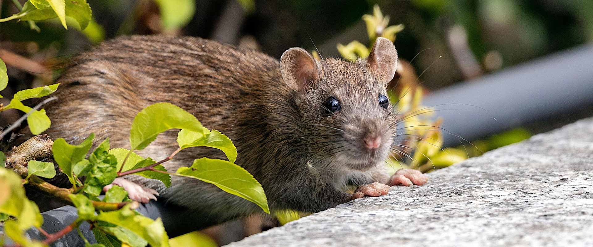 pest control industry treating rats infestastion in the environment